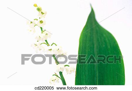 Lily of the Valley (Convallaria majalis) View Large Photo Image Stock Photography - Lily of the Valley (Convallaria majalis). Fotosearch
