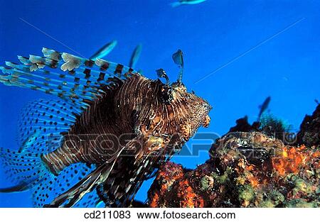 Stock Image - Lionfish (Pterois volitans). Maldive Islands. Fotosearch
