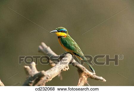 Little Bee-Eater (Merops pusillus) View Large Photo Image Stock Photo - Little Bee-Eater (Merops pusillus). Fotosearch