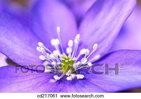 Liverwort (Hepatica sp. ) View Large Photo Image Stock Image - Liverwort (Hepatica sp. ). Fotosearch