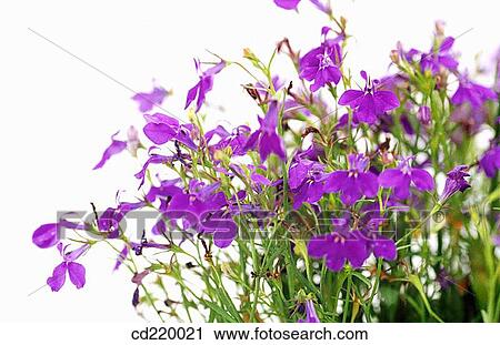 Lobelia (Lobelia erinus) View Large Photo Image Stock Image - Lobelia (Lobelia erinus). Fotosearch