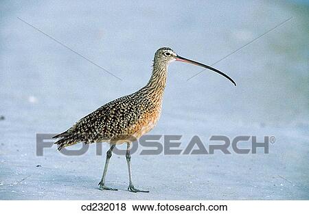 Long-billed Curlew (Numenius americanus) View Large Photo Image Stock Photo - Long-billed Curlew (Numenius americanus). Fotosearch