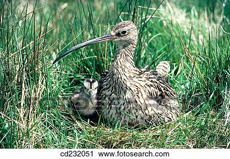 Long-billed Curlew (Numenius americanus), adult and youngs View Large Photo Image Stock Image - Long-billed Curlew (Numenius americanus), adult and youngs. Fotosearch