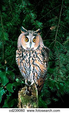 Long eared owl (Asio otus). Hertfordshire. Inglaterra View Large Photo Image Stock Image - Long eared owl (Asio otus). Hertfordshire. Inglaterra. Fotosearch