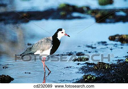 Long-toed Lapwing (Vanellus crassirostris) View Large Photo Image Stock Photo - Long-toed Lapwing (Vanellus crassirostris). Fotosearch