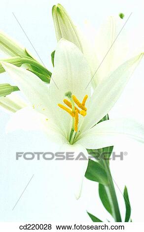 Madonna Lily (Lilium candidum) View Large Photo Image Stock Photo - Madonna Lily (Lilium candidum). Fotosearch