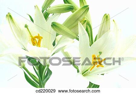 Madonna Lily (Lilium candidum) View Large Photo Image Stock Photo - Madonna Lily (Lilium candidum). Fotosearch