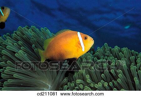Maldives Anemonefish (Amphiprion nigripes) View Large Photo Image Stock Image - Maldives Anemonefish (Amphiprion nigripes). Fotosearch