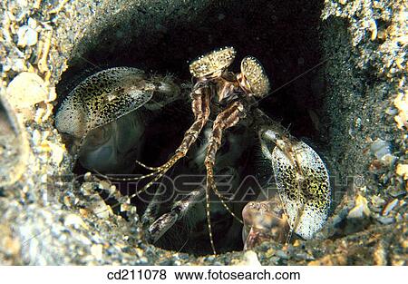 Mantis Shrimp (Lysiosquilla sp. ). Florida. USA View Large Photo Image Stock Photo - Mantis Shrimp (Lysiosquilla sp. ). Florida. USA. Fotosearch