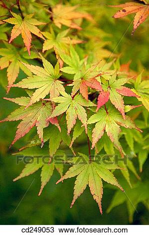 Maple, botanical garden. Pagoeta Natural Park, Aia. Guipuzcoa, Euskadi, Spain View Large Photo Image Stock Image - Maple, botanical garden. Pagoeta Natural Park, Aia. Guipuzcoa, Euskadi, Spain. Fotosearch