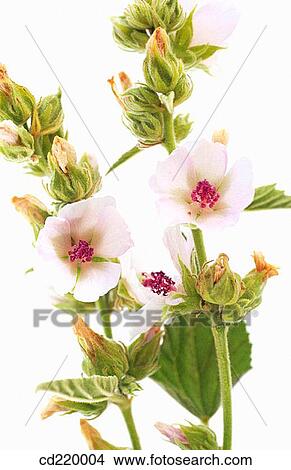 Picture - Marsh Mallow (Althaea officinalis). Fotosearch