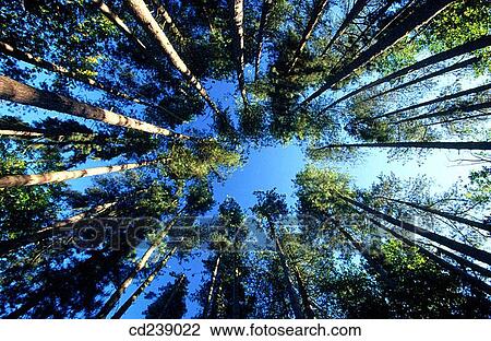 Maturing conifer plantation. Ashridge. Hertfordshire. England View Large Photo Image Stock Image - Maturing conifer plantation. Ashridge. Hertfordshire. England. Fotosearch