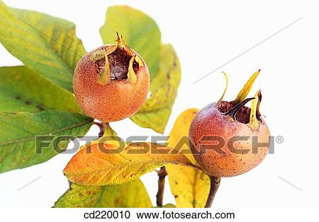 Medlar (Mespilus germanica) View Large Photo Image Stock Image - Medlar (Mespilus germanica). Fotosearch