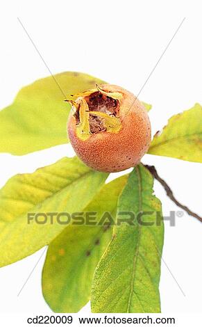 Medlar (Mespilus germanica) View Large Photo Image Stock Photo - Medlar (Mespilus germanica). Fotosearch