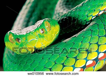 Medo Pit Viper (Trimeresurus medoensis) View Large Photo Image Stock Photograph - Medo Pit Viper (Trimeresurus medoensis). Fotosearch