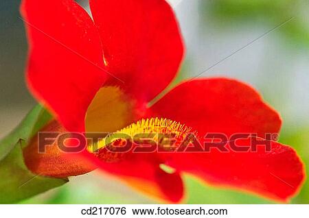 Monkey flower (Mimulus sp. ) View Large Photo Image Stock Photograph - Monkey flower (Mimulus sp. ). Fotosearch
