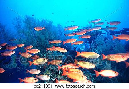 Moontail bullseye (Priacanthus hamrur). Maldive Islands View Large Photo Image Stock Image - Moontail bullseye (Priacanthus hamrur). Maldive Islands. Fotosearch