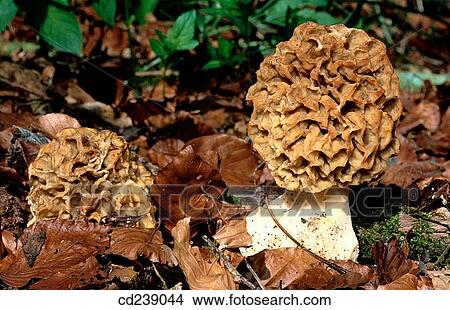 Picture - Morel fungus (Morchella conica). Chilterns. Buckinghamshire. England. Fotosearch