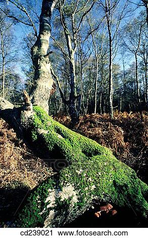 Moss on silver binch (Betula pendula) View Large Photo Image Stock Image - Moss on silver binch (Betula pendula). Fotosearch