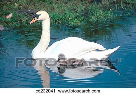 Mute Swan (Cygnus olor) View Large Photo Image Stock Image - Mute Swan (Cygnus olor). Fotosearch