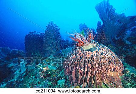 Nancy's Reef, Kimbe Bay. Papua New Guinea View Large Photo Image Picture - Nancy's Reef, Kimbe Bay. Papua New Guinea. Fotosearch
