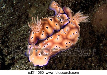 Stock Image - Nudibranch (Chromodoris kuniei) mating. Papua New Guinea. Fotosearch