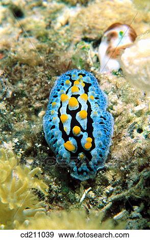 Stock Photo - Nudibranch (Phyllidia coelestis). Fotosearch