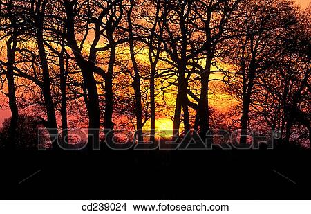 Oaks (Quercus robur) at sunset. Hertfordshire. England View Large Photo Image Picture - Oaks (Quercus robur) at sunset. Hertfordshire. England. Fotosearch
