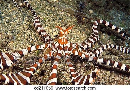 Octopus (Octopus sp. ). Papua New Guinea View Large Photo Image Stock Photograph - Octopus (Octopus sp. ). Papua New Guinea. Fotosearch
