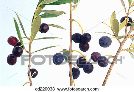 Olive tree (Olea europaea) View Large Photo Image Stock Image - Olive tree (Olea europaea). Fotosearch