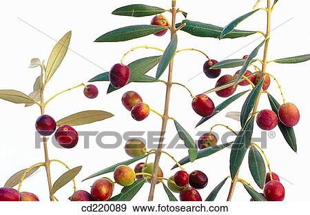 Olive tree (Olea europaea) View Large Photo Image Stock Photo - Olive tree (Olea europaea). Fotosearch