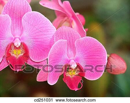 Orchid (Phalaenopsis sp. ) View Large Photo Image Stock Image - Orchid (Phalaenopsis sp. ). Fotosearch