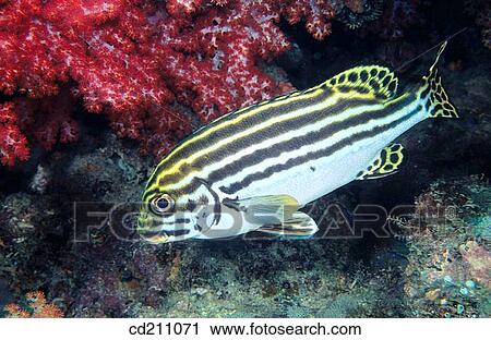 Oriental sweetlips (Plectorhinchus orientalis). Papua New Guinea View Large Photo Image Stock Image - Oriental sweetlips (Plectorhinchus orientalis). Papua New Guinea. Fotosearch