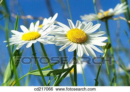 Ox-Eye Daisies (Chrysanthemum leucanthemum) View Large Photo Image Stock Photograph - Ox-Eye Daisies (Chrysanthemum leucanthemum). Fotosearch