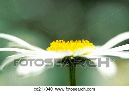 Ox-Eye Daisy (Chrysanthemum leucanthemum) View Large Photo Image Stock Image - Ox-Eye Daisy (Chrysanthemum leucanthemum). Fotosearch