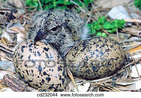 Picture - Oystercatchers (Haematopus sp. ) hatching out. Fotosearch