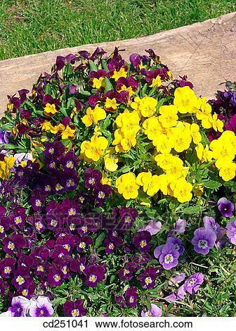 Pansies (Viola sp. ) View Large Photo Image Stock Image - Pansies (Viola sp. ). Fotosearch