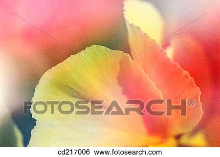Pansy (Viola wittrockiana) View Large Photo Image Stock Photograph - Pansy (Viola wittrockiana). Fotosearch