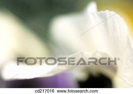 Pansy (Viola wittrockiana) View Large Photo Image Stock Photograph - Pansy (Viola wittrockiana). Fotosearch