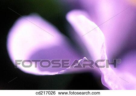 Pansy (Viola wittrockiana) View Large Photo Image Stock Photograph - Pansy (Viola wittrockiana). Fotosearch