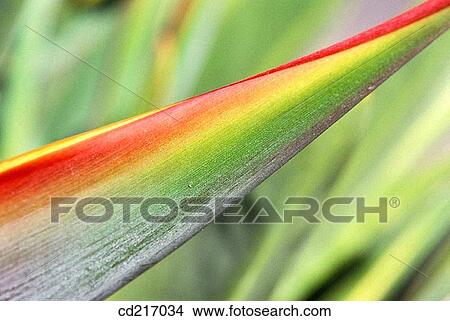 Parrot flower (Heliconia aurantiaca) View Large Photo Image Picture - Parrot flower (Heliconia aurantiaca). Fotosearch