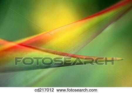 Parrot flower (Heliconia aurantiaca) View Large Photo Image Stock Image - Parrot flower (Heliconia aurantiaca). Fotosearch