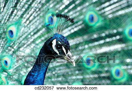 Peacock (Pavo cristatus) View Large Photo Image Stock Photo - Peacock (Pavo cristatus). Fotosearch