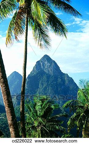 Petit Piton and Grand Piton. Soufriere. St. Lucia. West Indies. Caribbean View Large Photo Image Stock Image - Petit Piton and Grand Piton. Soufriere. St. Lucia. West Indies. Caribbean. Fotosearch