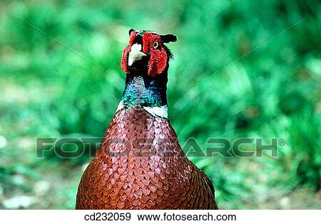 Pheasant (Phasianus colchicus) View Large Photo Image Stock Photo - Pheasant (Phasianus colchicus). Fotosearch
