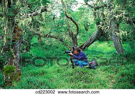 Photographer in the forest at the Rio Serrano, Torres del Paine National Park, Chile View Large Photo Image Stock Image - Photographer in the forest at the Rio Serrano, Torres del Paine National Park, Chile. Fotosearch