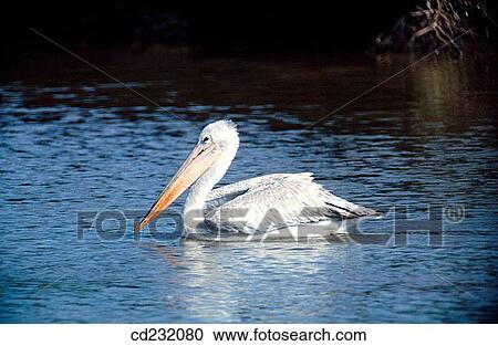 Pink-backed Pelican (Pelecanus rufescens) View Large Photo Image Stock Image - Pink-backed Pelican (Pelecanus rufescens). Fotosearch