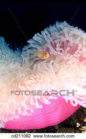 Pink Clownfish (Amphiprion perideraion) on bleached sea Anemone View Large Photo Image Stock Image - Pink Clownfish (Amphiprion perideraion) on bleached sea Anemone. Fotosearch