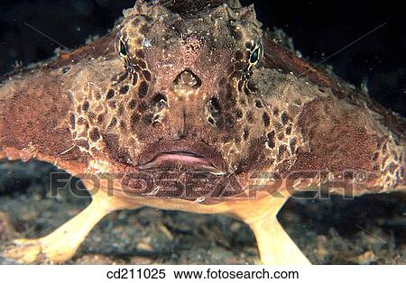 Polka-dot Batfish (Ogcocephalus radiatus). Florida. USA View Large Photo Image Stock Photography - Polka-dot Batfish (Ogcocephalus radiatus). Florida. USA. Fotosearch