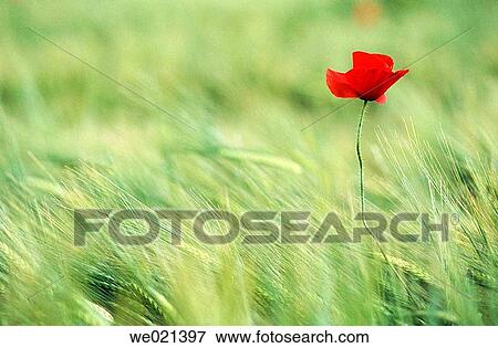 Poppy (Papaver rhoeas) View Large Photo Image Stock Photo - Poppy (Papaver rhoeas). Fotosearch